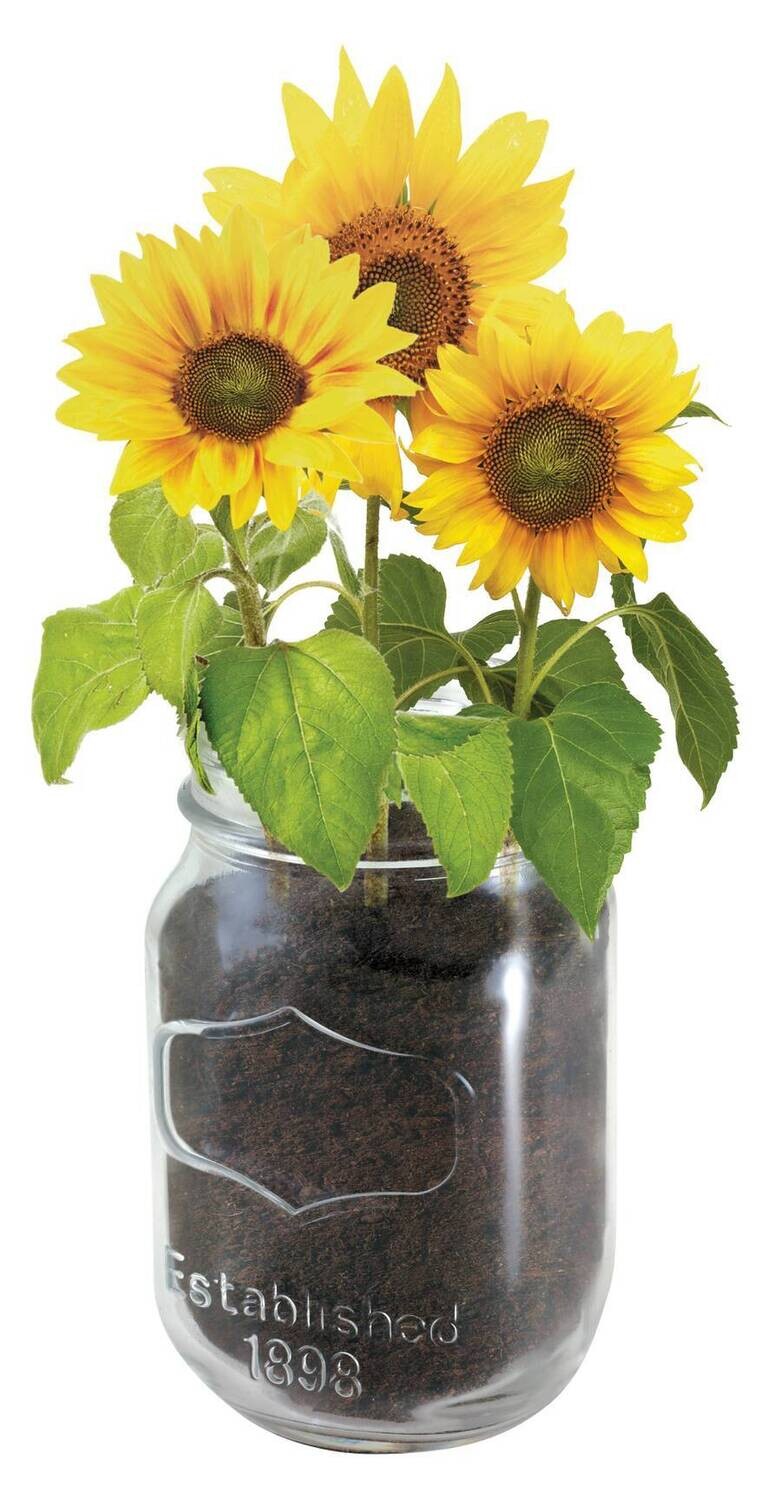 Mason Jar Grow Kits - Sunflower - Image 2