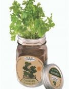 Mason Jar Grow Kits - Coriander - Image 2