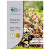 Erigeron Profusion