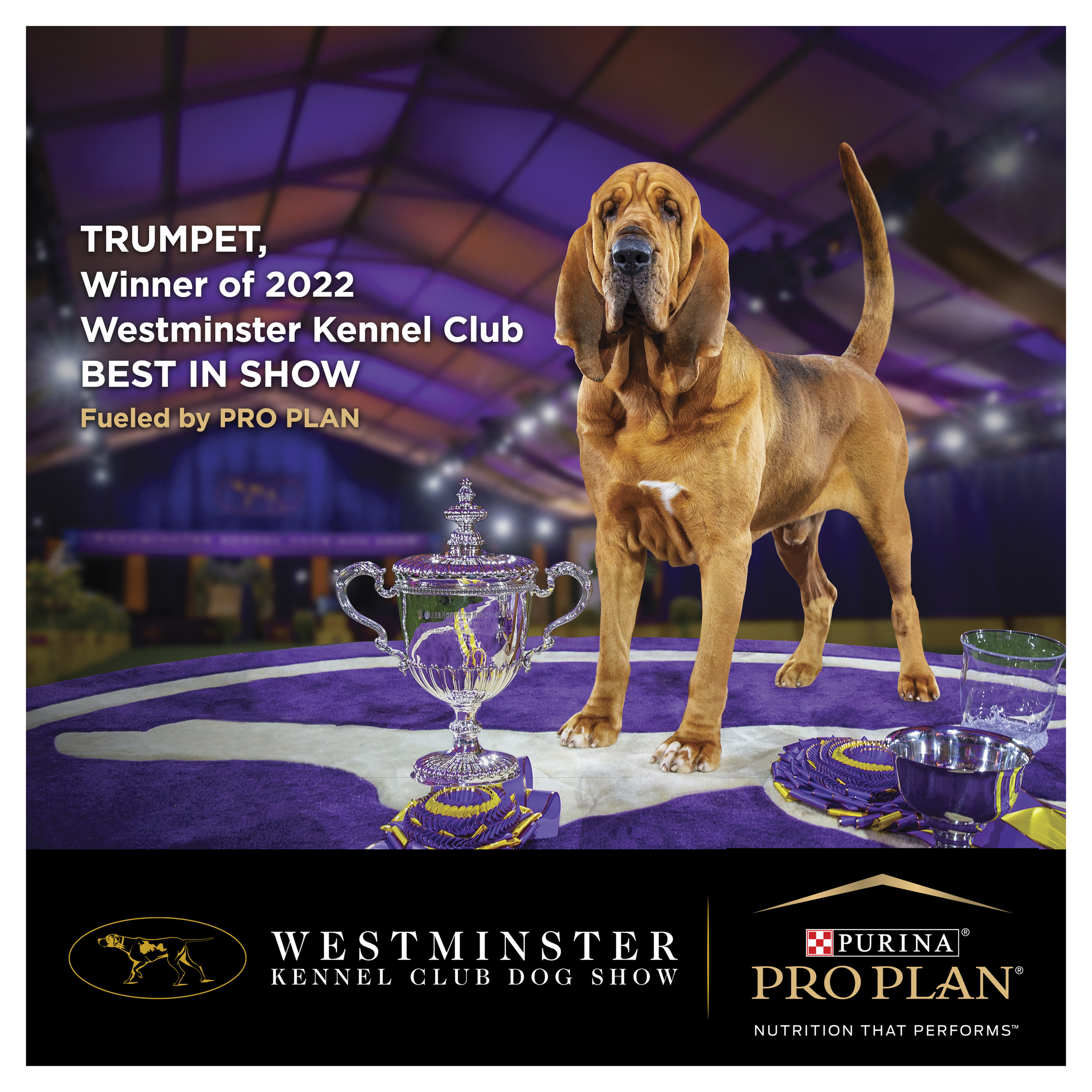 PRO PLAN Adult Large Breed Chicken Dry Dog Food 15kg - Image 13