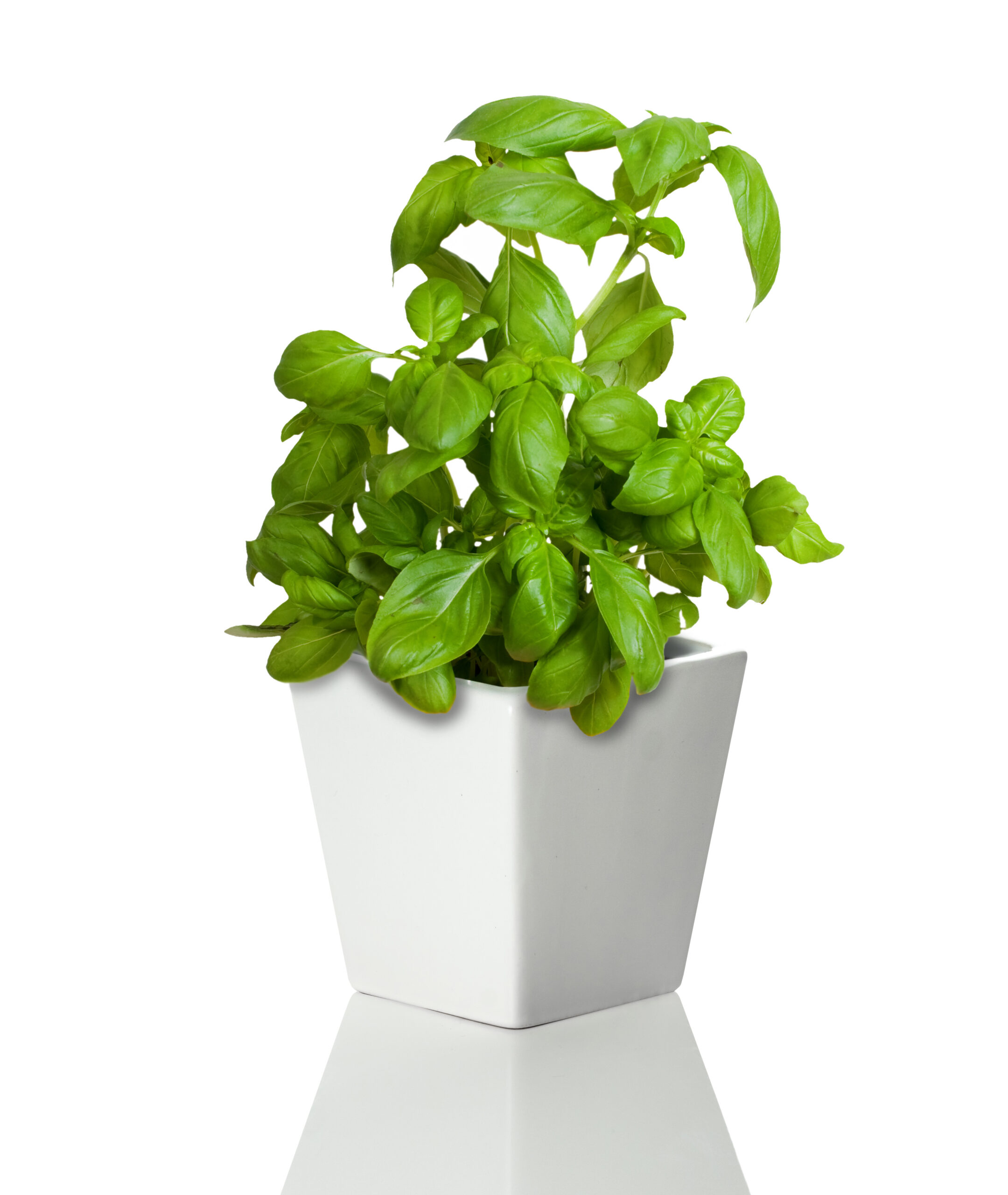 Square Ceramic Pot Basil - Image 2
