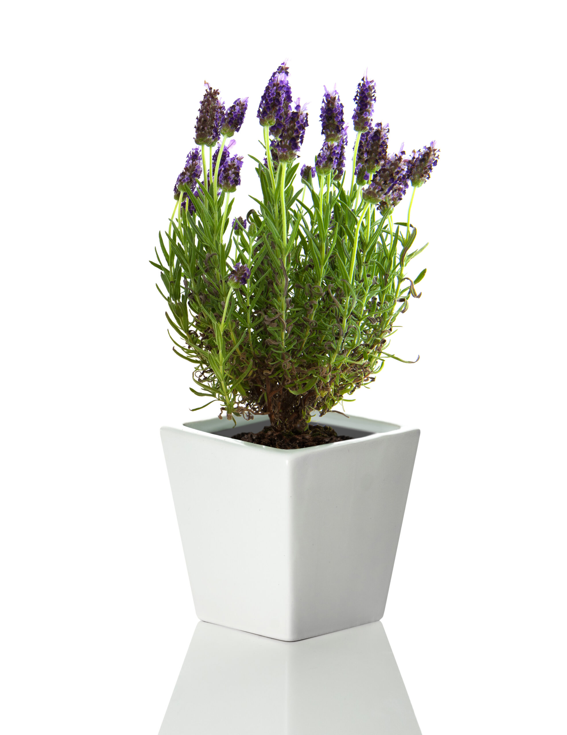 Square Ceramic Pot Lavender - Image 2
