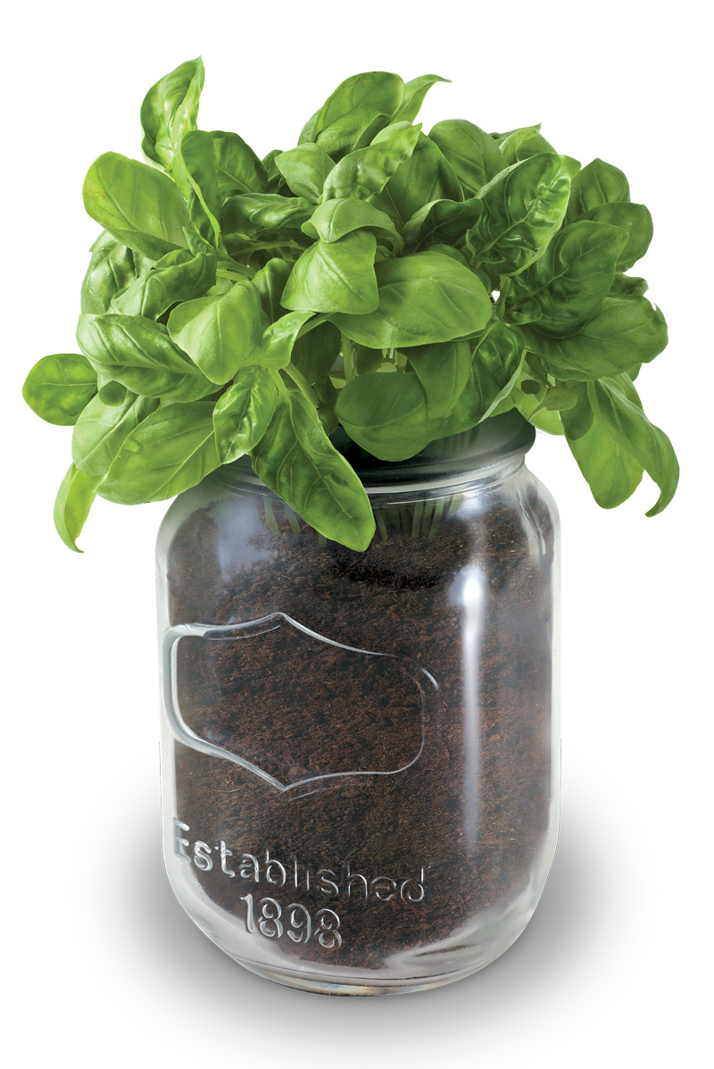 Mason Jar Grow Kits - Basil - Image 2