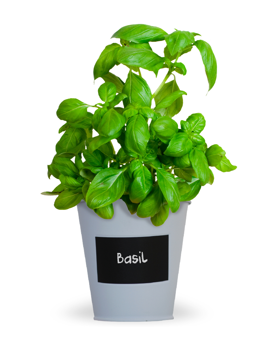 Basil - Chalkboard Grow Kit Tin - Image 3