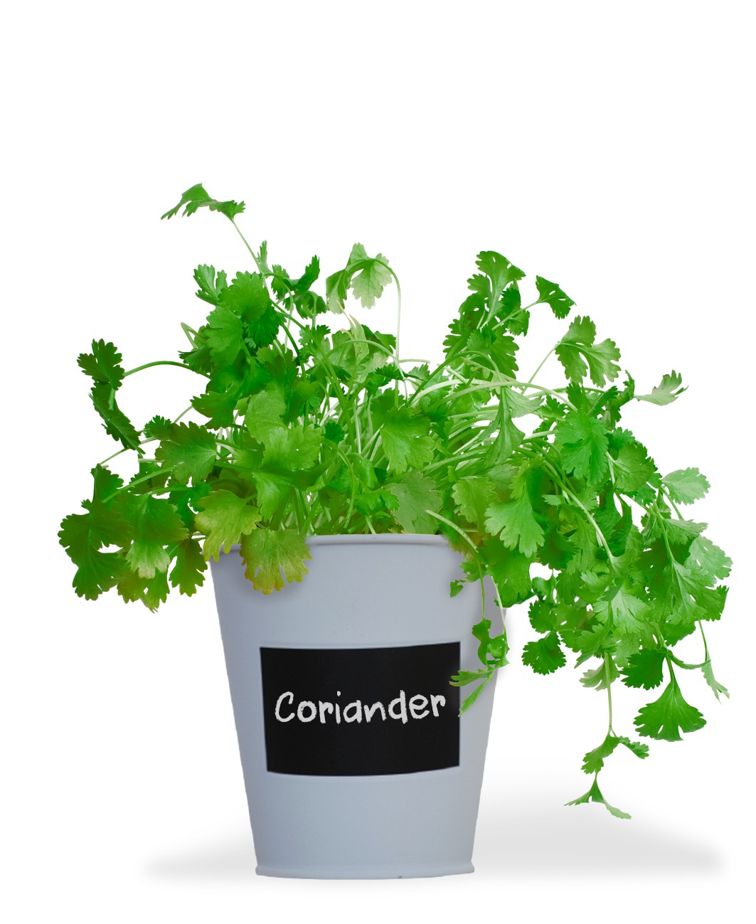 Coriander - Chalkboard Grow Kit Tin - Image 3