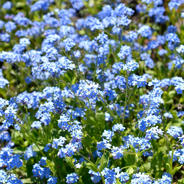 RHS Forget Me Not Ultramarine Flower Grow Kit - Image 2