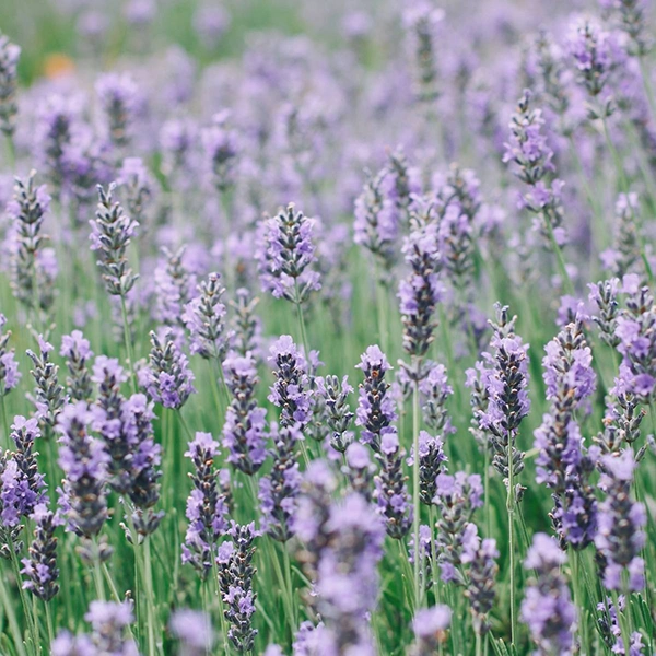 RHS Lavender English Munstead Flower Grow Kit - Image 2