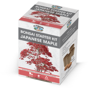 Maple Seed Bonsai Starter Kit