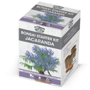 Bonsai Starter Kit - Jacaranda