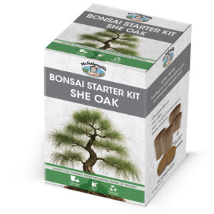 She Oak Seed Bonsai Starter Kit
