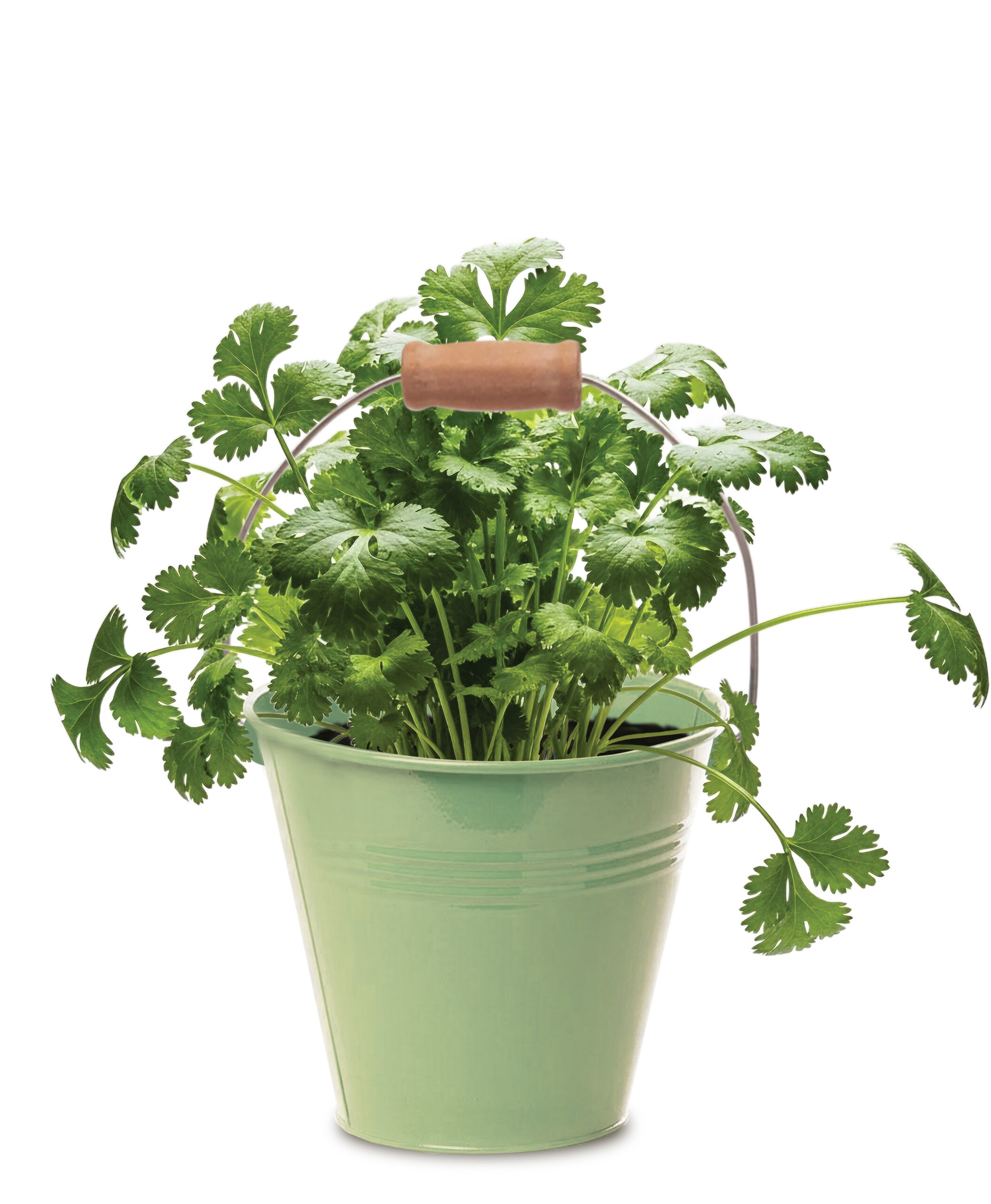 Coriander Seed Round Tin Grow Kit - Image 2