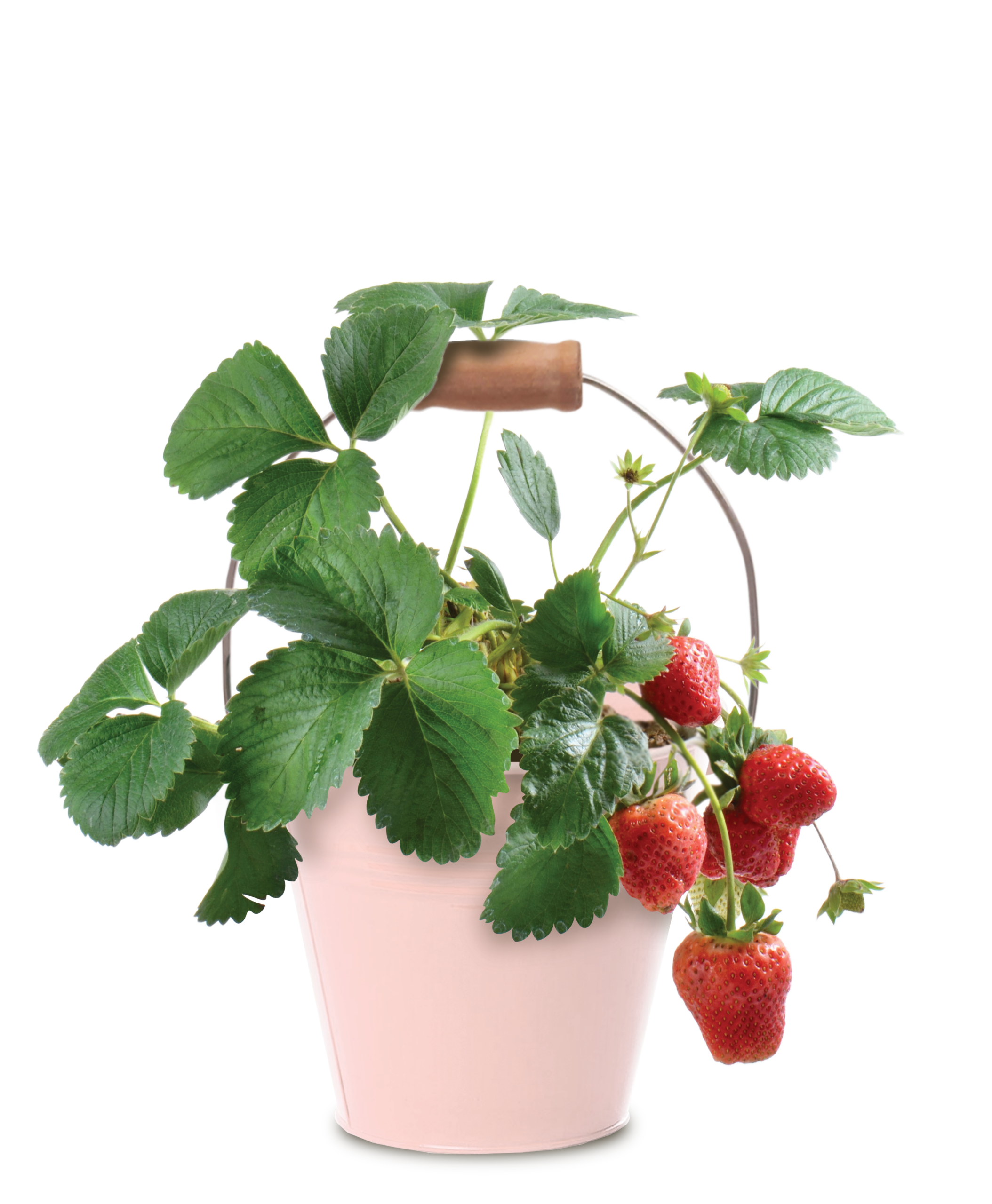 Strawberry Seeds Round Tin Grow Kit - Image 2