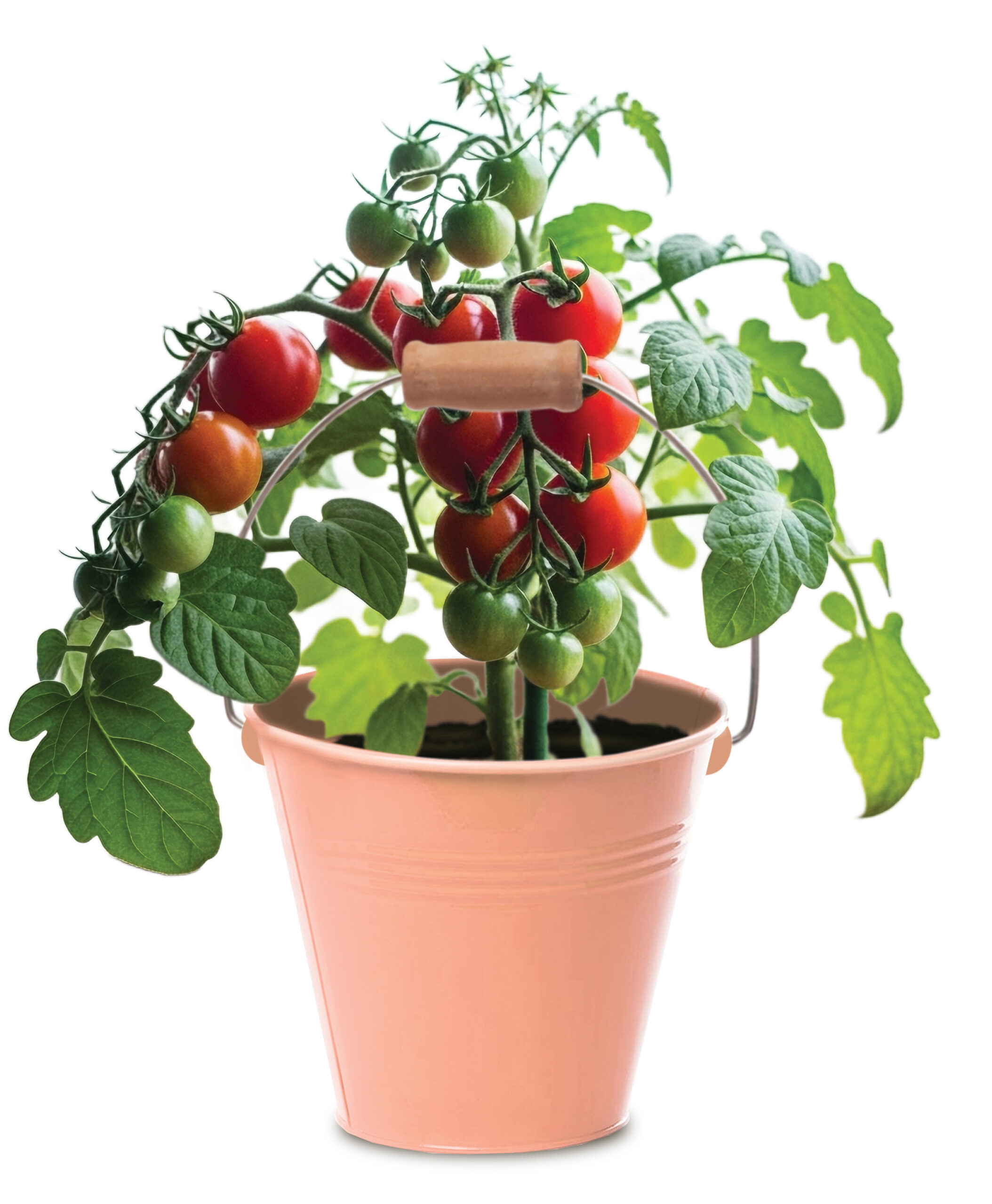 Tomato Seed Round Tin Grow Kit - Image 2