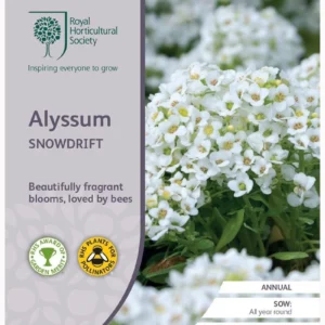 Alyssum Snowdrift