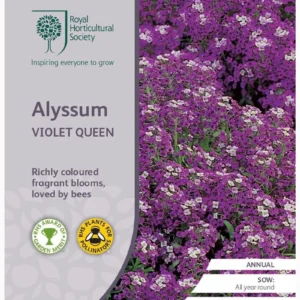 Alyssum Violet Queen