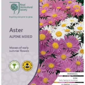 Aster Alpine Mixed