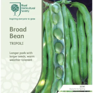 Broad Bean Tripoli