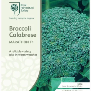 Broccoli Calabrese Marathon F1