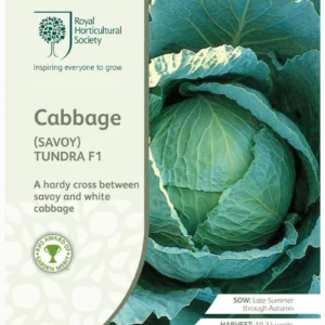 Cabbage (Savoy) Tundra F1