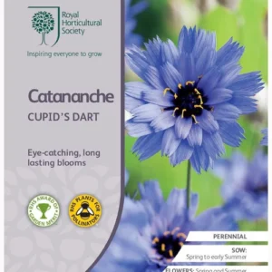 Catananche Cupid's Dart