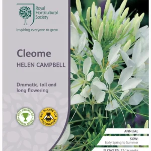 Cleome Helen Campbell