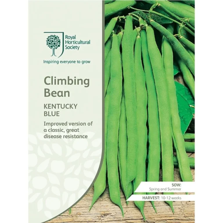Climbing Bean Kentucky Blue