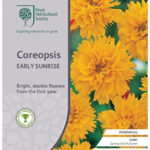 Coreopsis Early Sunrise