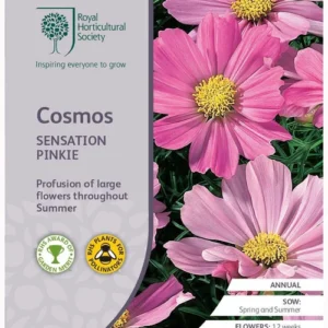 Cosmos Sensation Pinkie