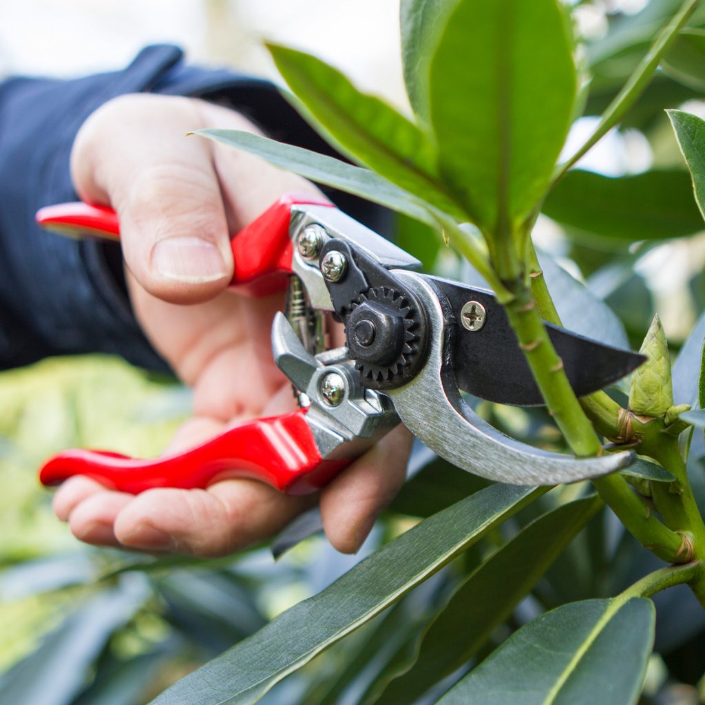 Darlac Professional Left Hand Bypass Pruner Secateurs - Image 3