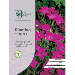 Dianthus Deltoides