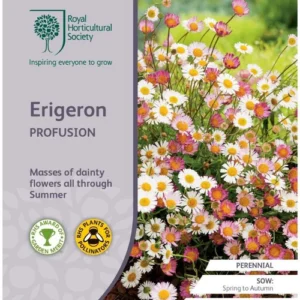 Erigeron Profusion