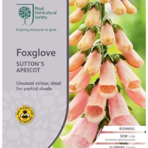 Foxglove Sutton's Apricot