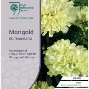 Marigold Kilimanjaro