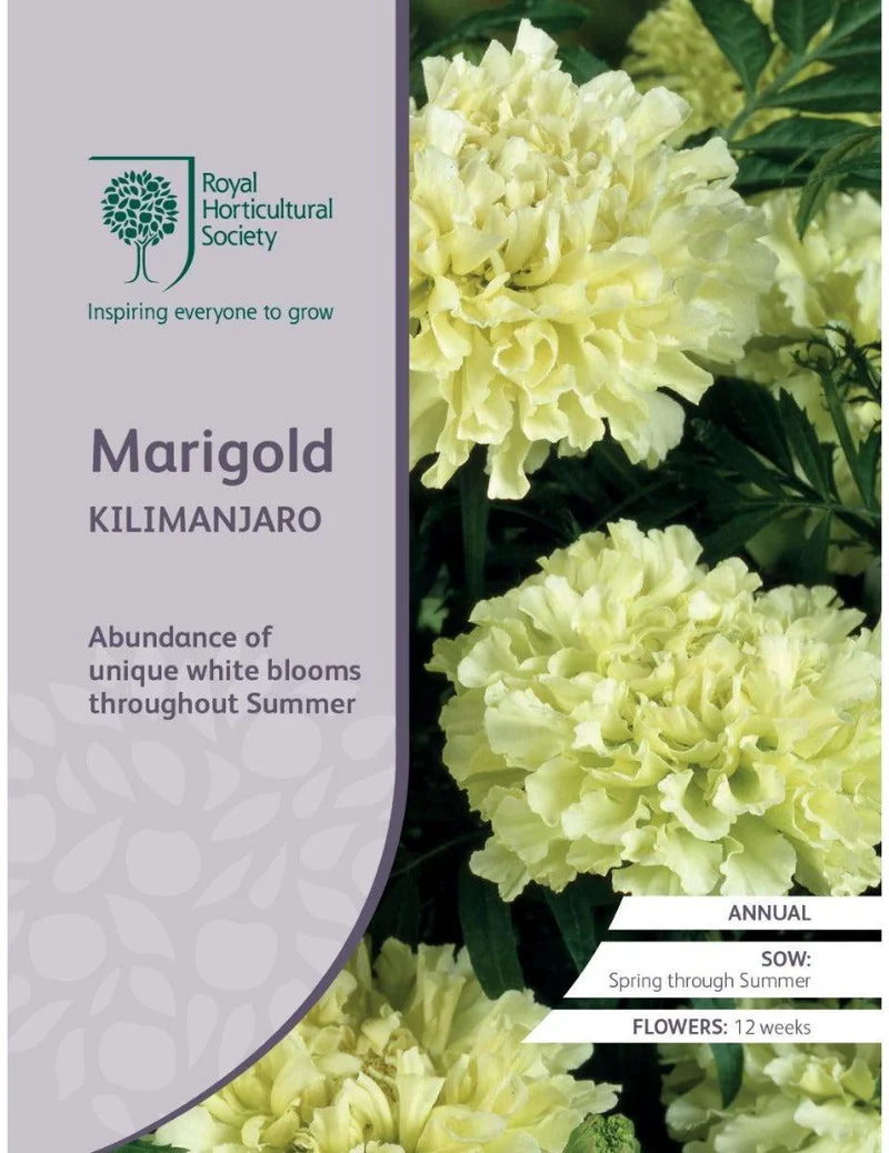 Marigold Kilimanjaro