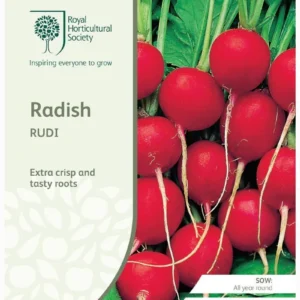 Radish Rudi