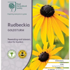 Rudbeckia Goldsturm