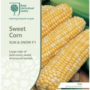 Sweet Corn Sun and Snow F1