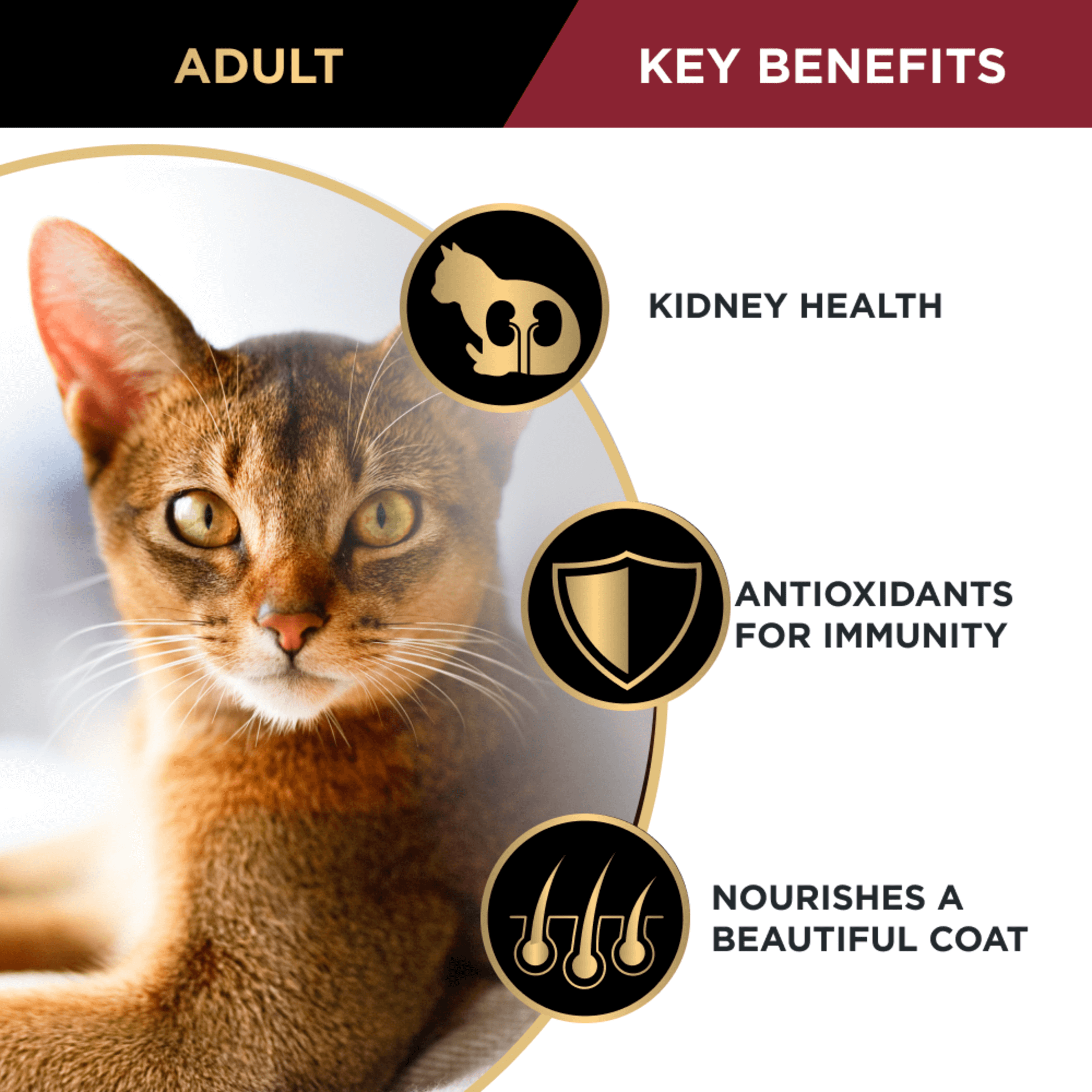 PRO PLAN Adult Chicken Formula Dry Cat Food 1.5kg - Image 4