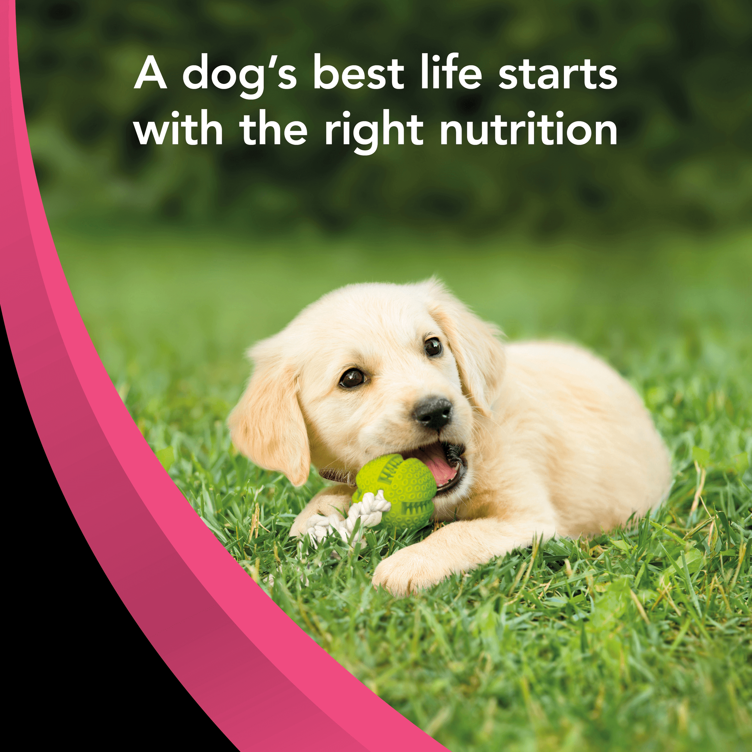 SUPERCOAT® SMARTBLEND® Puppy Dog Food With Chicken 2.6kg - Image 11